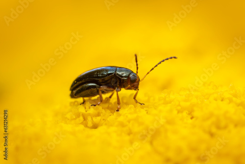 flea beetle sits on a yellow flower and sunbathes