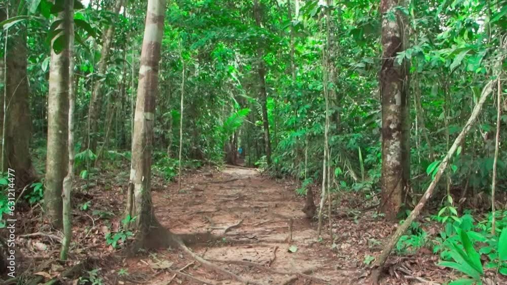 Slow-motion view inside a green jungle with tropical trees Slow-motion view inside a green jungle with tropical trees