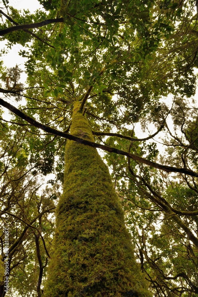 Fototapeta premium Bosque Parque Nacional de Garajonay, Isla de la Gomera, Islas Canarias, España.