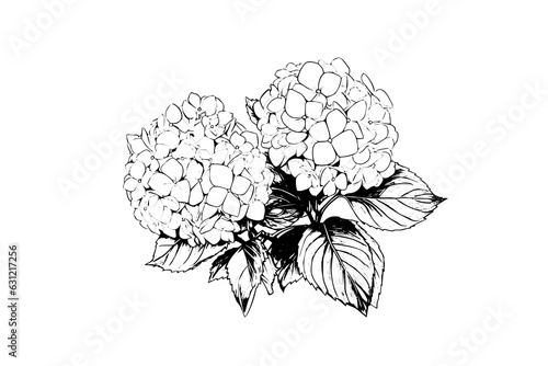 Hand drawn ink sketch hydrangea flowers. Vector illustration in engraving style.