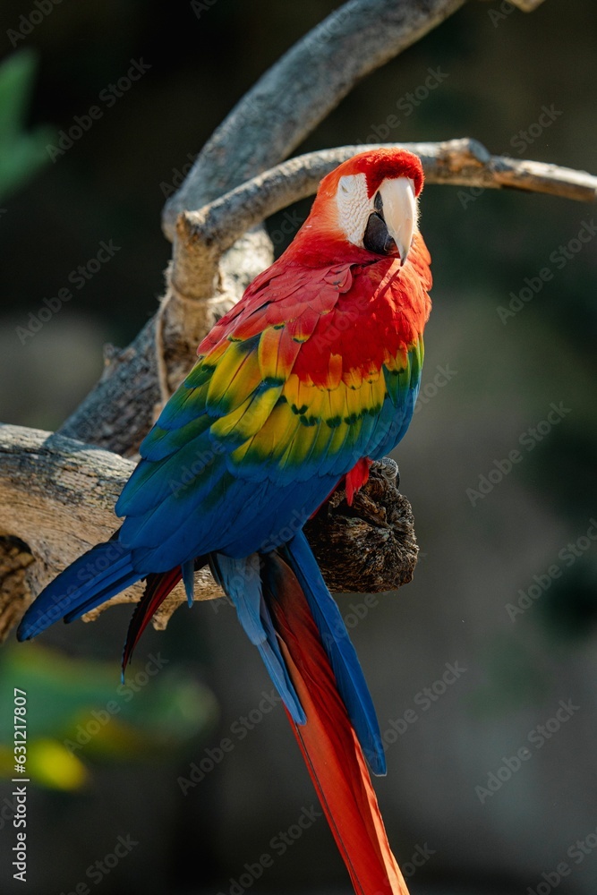 Obraz premium Closeup of an exotic macaw perched on a tree branch in a tropical environment