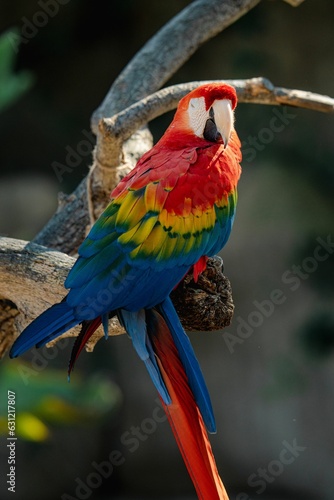 Closeup of an exotic macaw perched on a tree branch in a tropical environment