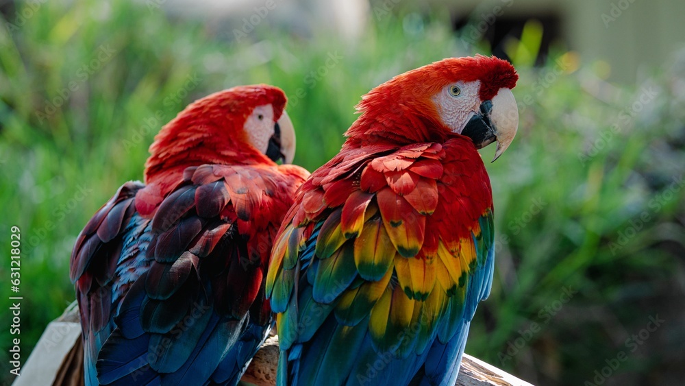 Closeup of two exotic macaws perched on a branch in a tropical environment with a blurry background