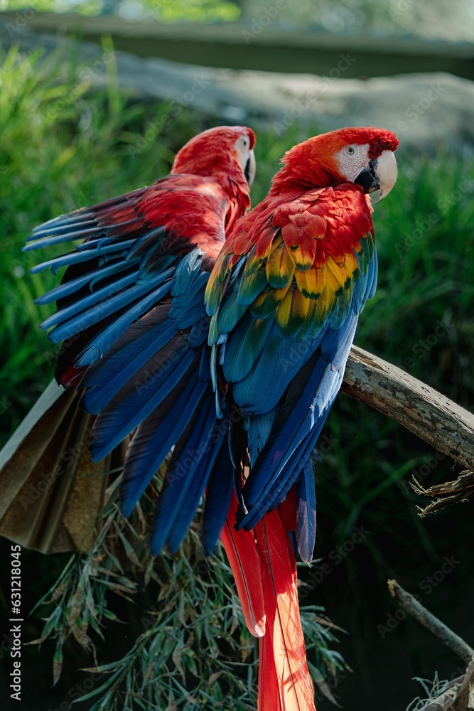 Obraz premium Closeup of two exotic macaws perched on a branch in a tropical environment with a blurry background