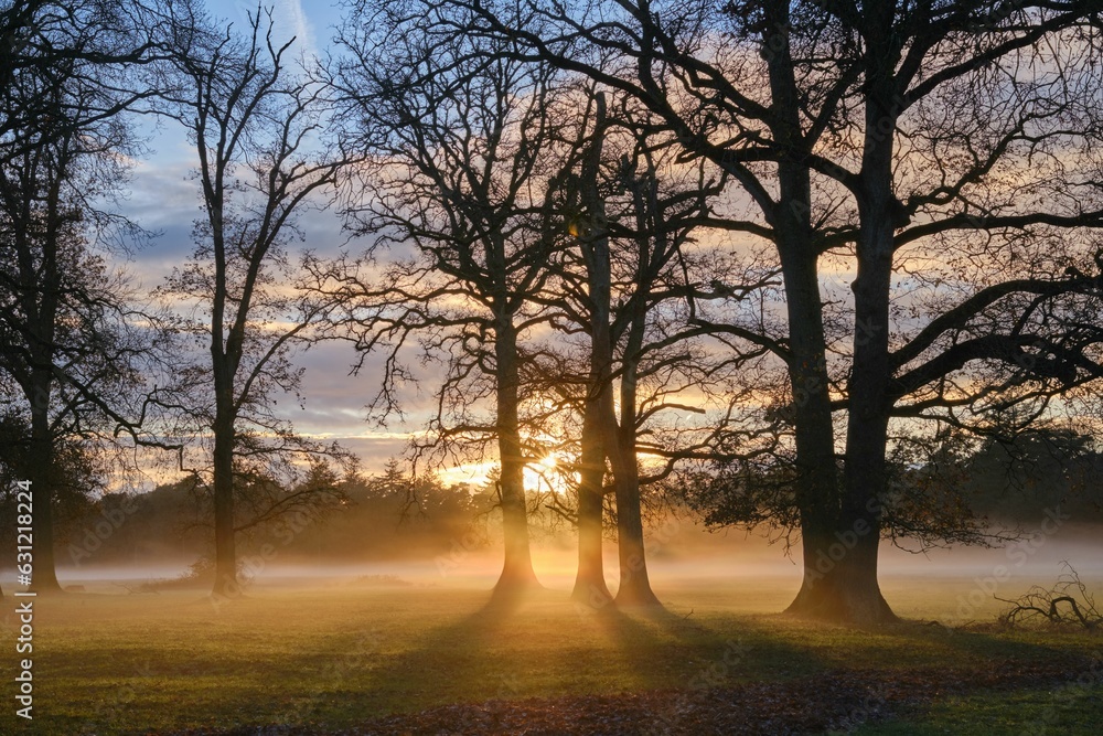 trees and grass at sunrise with fog rolling down them, with the sun peeking through