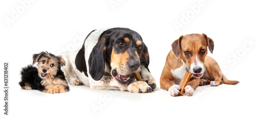Group of dogs with chew sticks or dental chew bones. Happy dogs lying while eating and chewing bully stick, rawhide chew and yak cheese. Morkie, Bluetick Coonhound and Harrier mix. Selective focus. photo