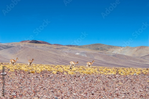 Φωτογραφία Wild vicunas on the road to Campo de Piedra Pomez, Catamarca, Argentina