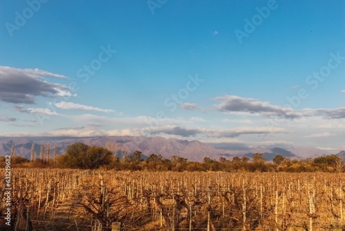 Agricultural vineyard with mountain ranges in the background in winter in Catamarca  Argentina.