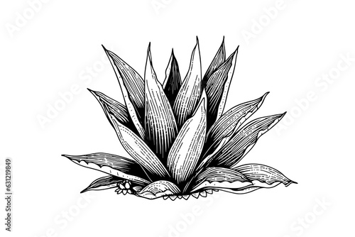 Blue agave ink sketch. Tequila ingredient vector drawing. Engraving illustration of mexican plant.