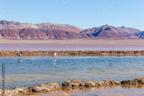 Two flamingos standing in a tranquil lake at Carachi Pampa Lagoon, Catamarca, Argentina photo