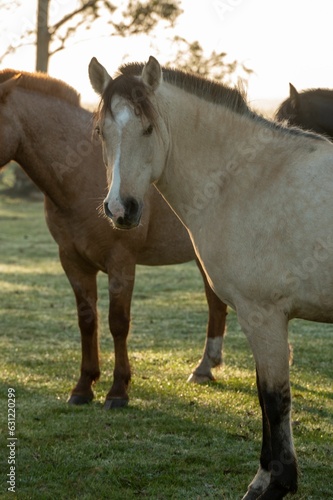 a couple of horses standing on top of a lush green field © Martin Silva Cosentino/Wirestock Creators