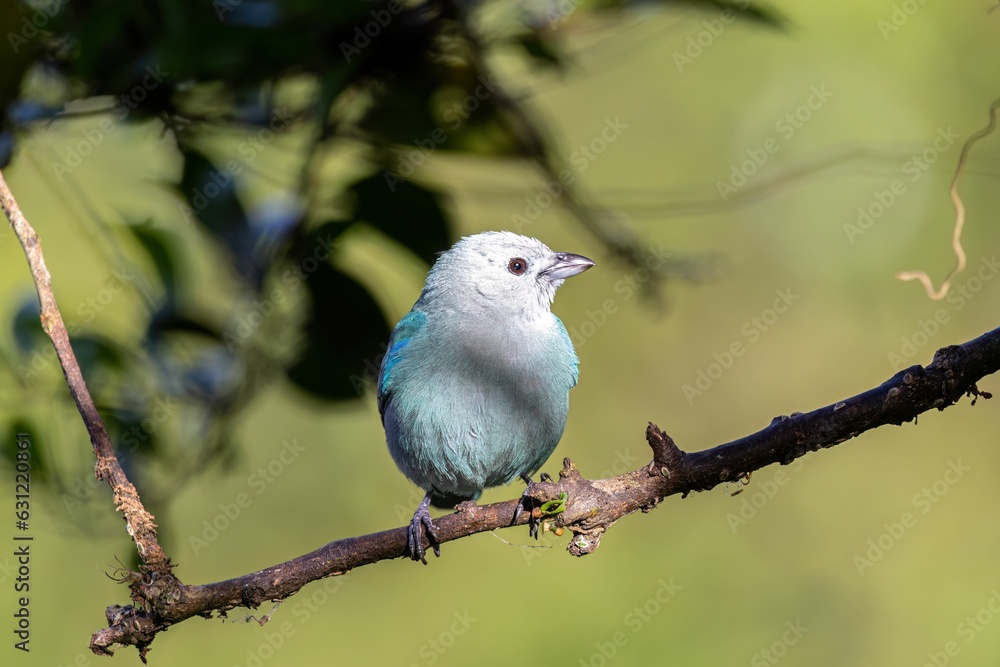 blue and white bird perched on a branch near leaves on it