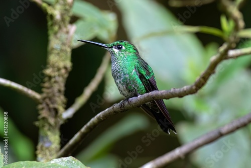 a green bird is sitting on a tree branch in the jungle