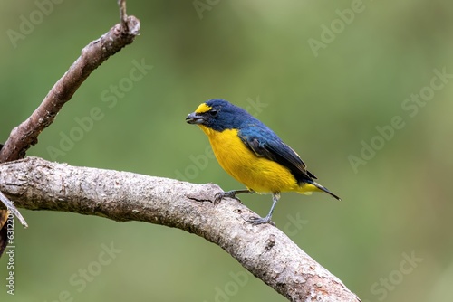 Small, vibrant bird perched on a thin tree branch in its natural habitat