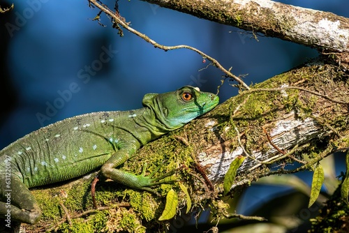 Wallpaper Mural Vibrant green lizard atop a tree branch in a peaceful woodland, surrounded by lush foliage Torontodigital.ca