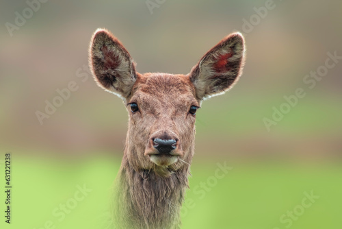 one Portrait of a red deer doe (Cervus elaphus) in a meadow