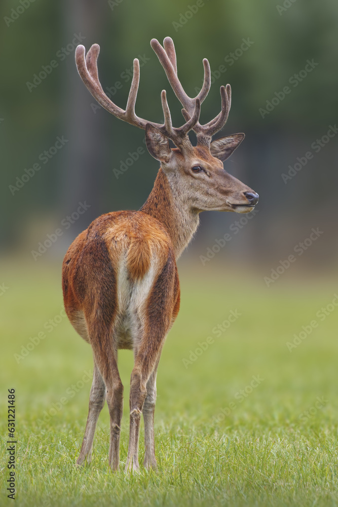 one Red deer buck (Cervus elaphus) with large antlers stands in a meadow one Red deer buck (Cervus elaphus) with large antlers stands in a meadow