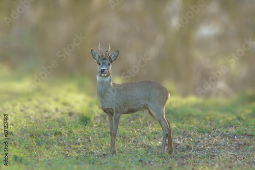 one Roe deer buck (Capreolus capreolus) stands on a green meadow and eats