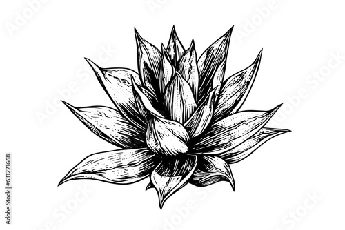 Blue agave ink sketch. Tequila ingredient vector drawing. Engraving illustration of mexican plant.