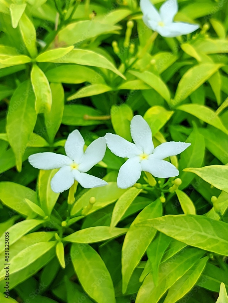 white flowers on green white flowers on green