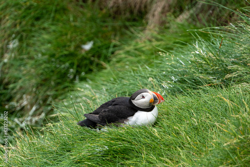 Puffin resting in wet grass at the Látrabjarg cliffs of Iceland, in the Westfjords. This is the westernest most point in the country photo