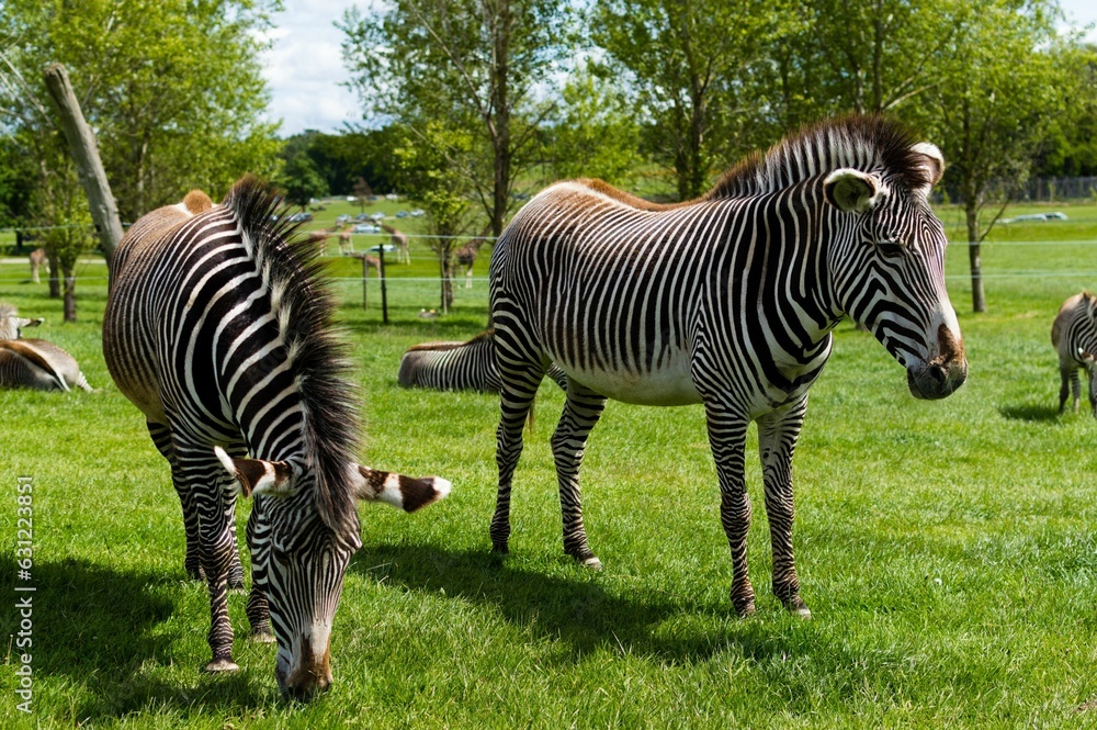 Fototapeta premium Zebras standing side-by-side in a grassy meadow with lush green vegetation in the background