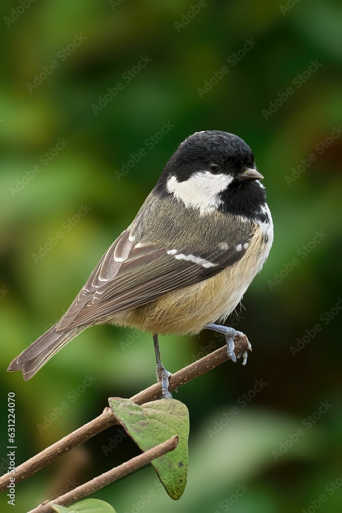 Fototapeta premium Close up vertical shot of a Coal Tit perched on a branch in its natural habitat