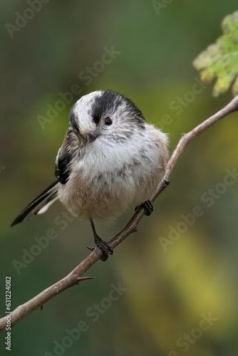 A vertical shot of a Long Tailed Tit on a branch