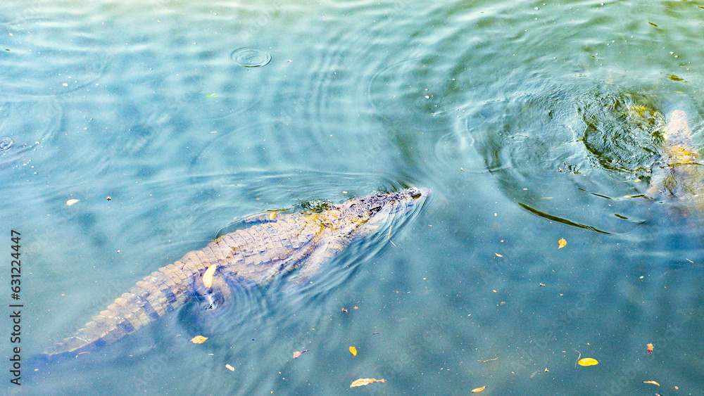 Crocodiles swimming in a river in a tropical country Crocodiles swimming in a river in a tropical country