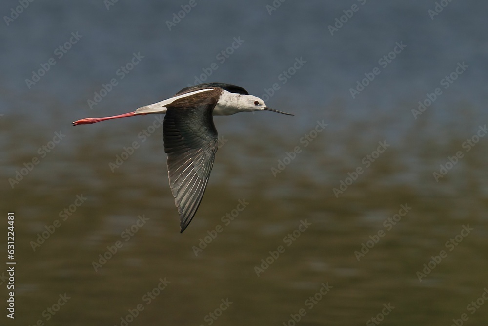 Mature black-winged stilt during flight. Himantopus himantopus.