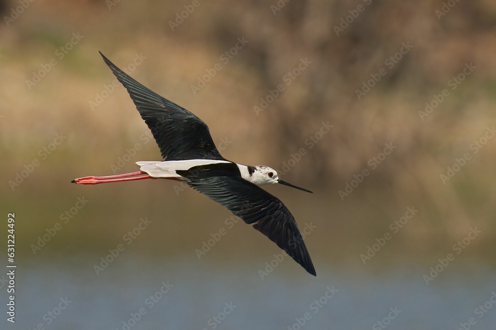 Obraz premium Closeup shot of a black-winged stilt during flight. Himantopus himantopus.