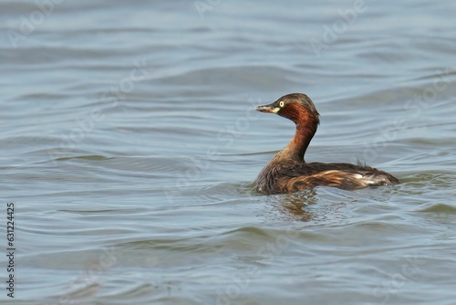 Little grebe peacefully floating on the surface of the water. Tachybaptus ruficollis.