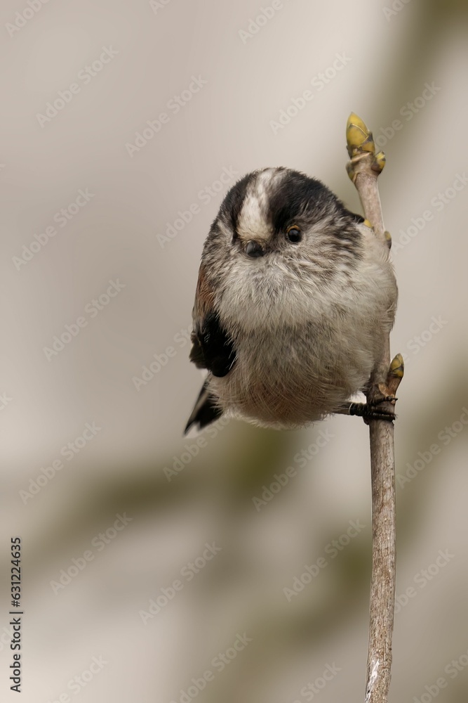 Naklejka premium Small Long Tailed Tit perched atop a thin stick, gazing out into the horizon