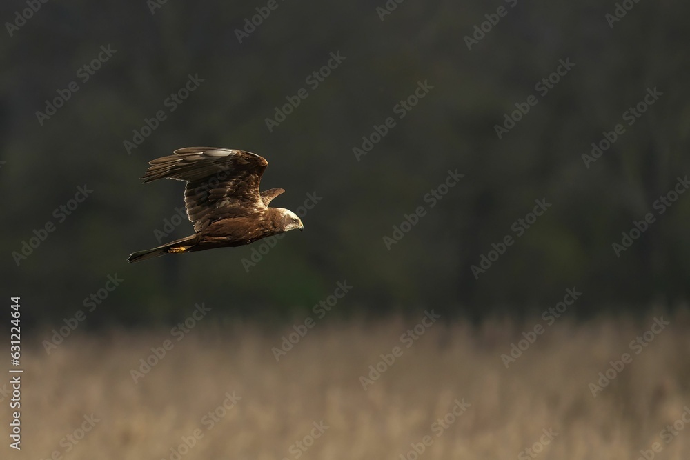 Marsh Harrier soaring over a vast, lush field with a forest in the background