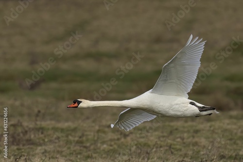 Majestic white mute swan gliding gracefully through the air in a lush, green field