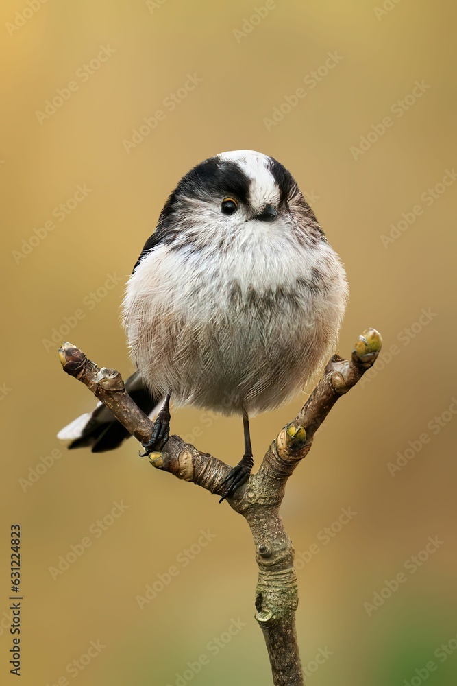 Naklejka premium Vertical shot of a long-tailed tit perched on a tree branch