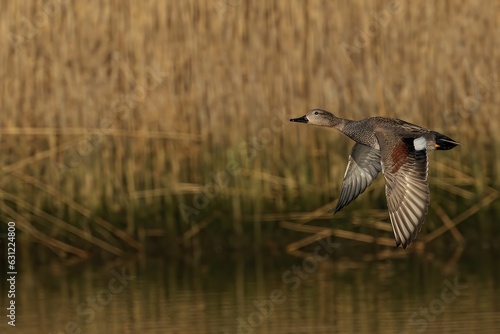 Male gadwall flying above a lake with a blurry background © Paul Cross/Wirestock Creators