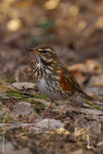 Vertical shot of a redwing bird perched on the ground with a blurry background