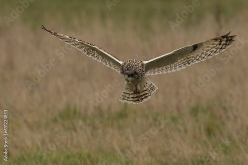 Short-eared owl flying above a field with a blurry background