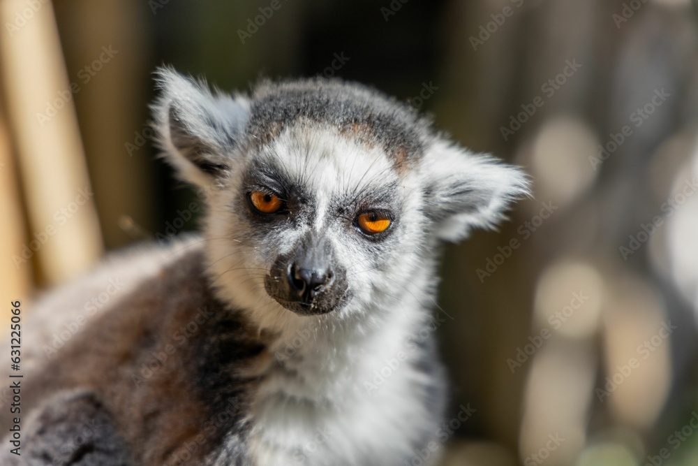 Fototapeta premium Portrait of a beautiful lemur with yellow eyes with a blurry background