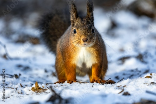 Εκτύπωση καμβά squirrel with his mouth open in the snow next to the ground