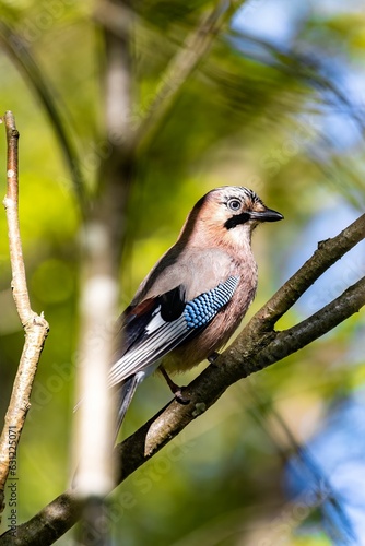 Small jay bird perched atop a tree branch, surrounded by lush green foliage