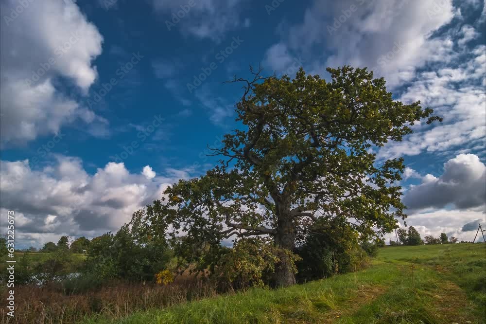 Time lapse of autumn landscape in the forest with colorful trees under running clouds Time lapse of autumn landscape in the forest with colorful trees under running clouds