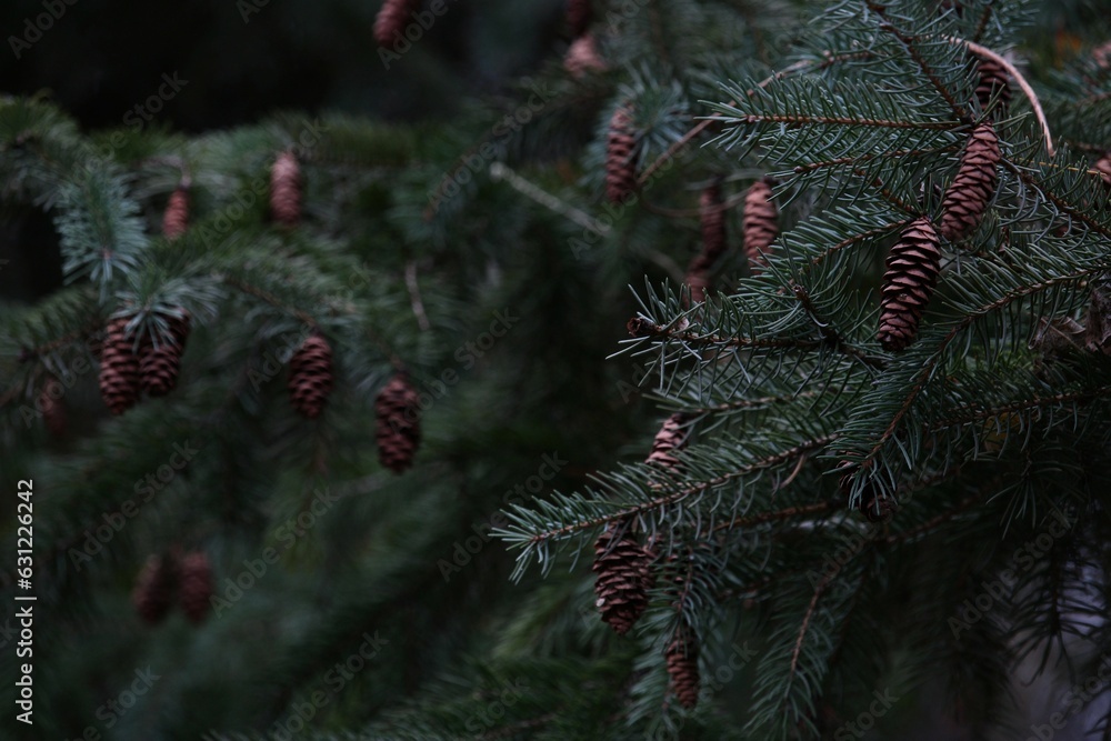 Close up shot of lush evergreen conifers with vibrant green needles and small pine cones