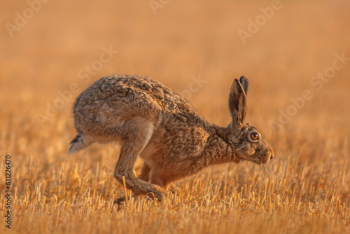 one European hare (Lepus europaeus) runs across a harvested stubble field