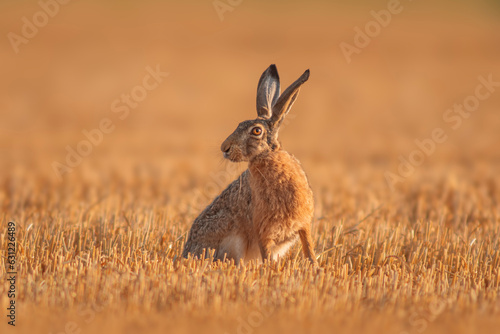 Fototapeta Naklejka Na Ścianę i Meble -  one European hare (Lepus europaeus) sits on a harvested stubble field