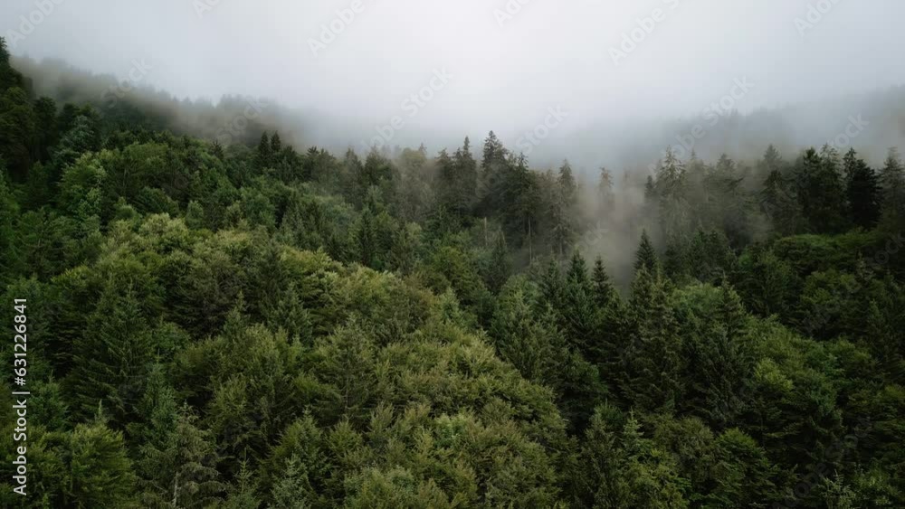 pine forest in mountains covered with fog after rain, green forest, summer, drone flight pine forest in mountains covered with fog after rain, green forest, summer, drone flight