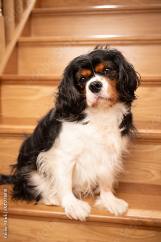 Cute Cavalier King Charles spaniel dog,posing on the stairs.