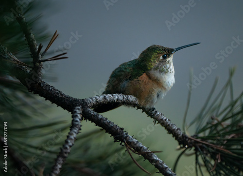 Hummingbird in a pine tree