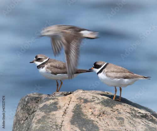 Semipalmated plovers being photo-bombed on Gooseberry Island, Westport, Massachusetts